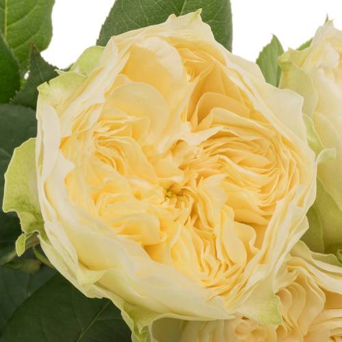 Rose apricot Lovely Harper gefüllt 40cm