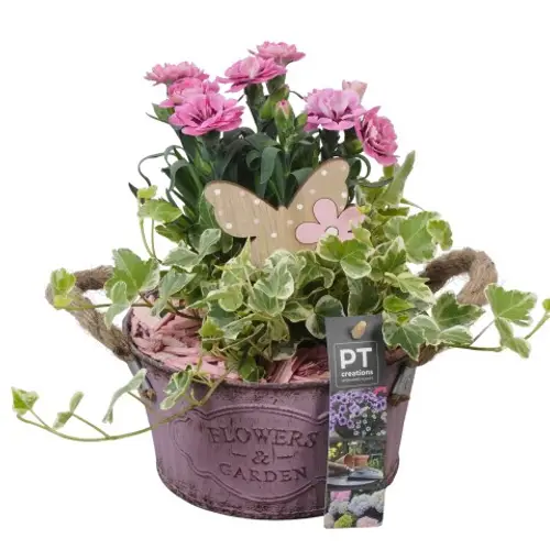 Garten.Arr PTPP2430 T16 H021