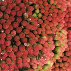 Brunia Laevis rot Natur 50cm