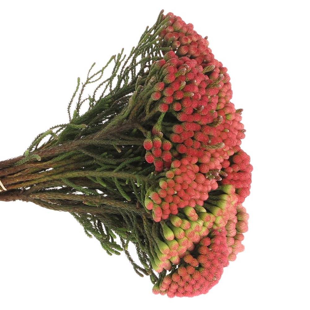 Brunia Laevis rot Natur 50cm