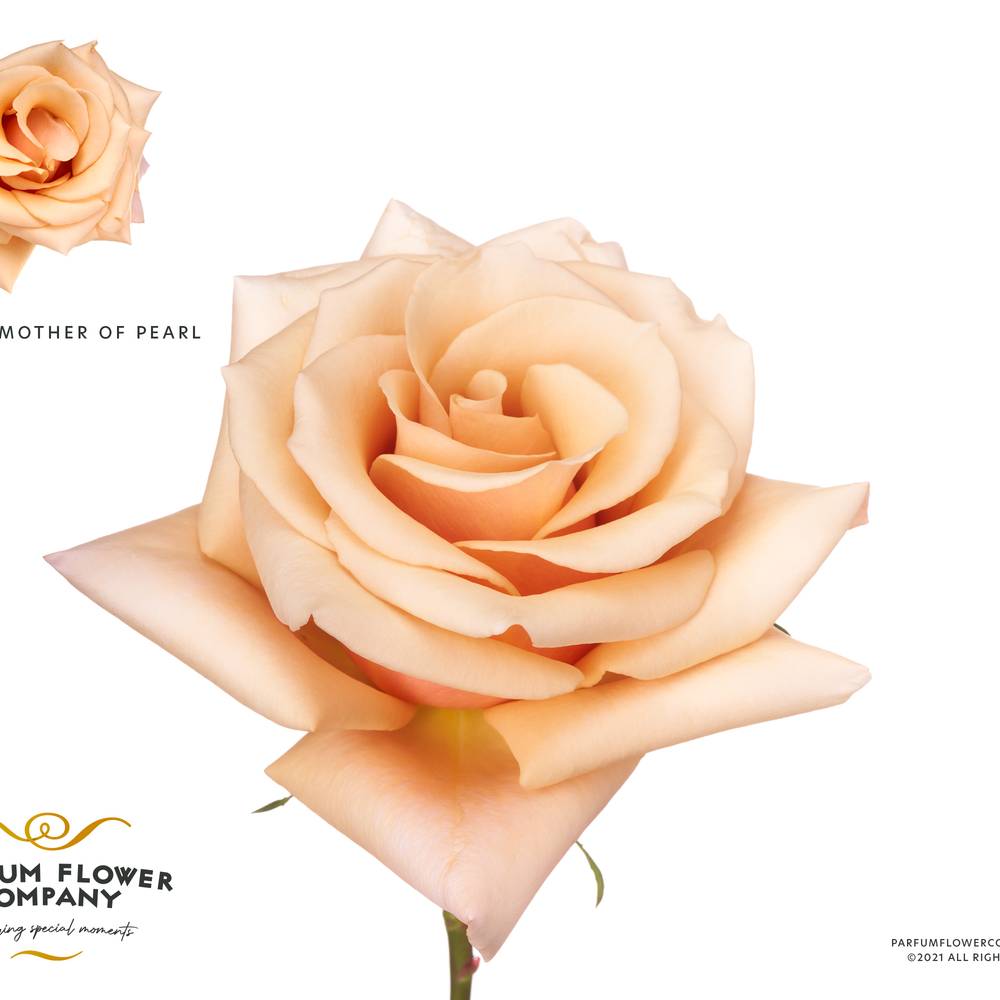 Rose apricot Mother of Pearl 50cm