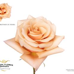 Rose apricot Mother of Pearl 50cm