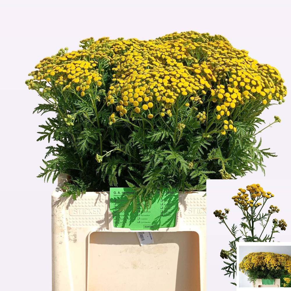 Matrecaria/Chrysantemum gelb vulgare 65cm