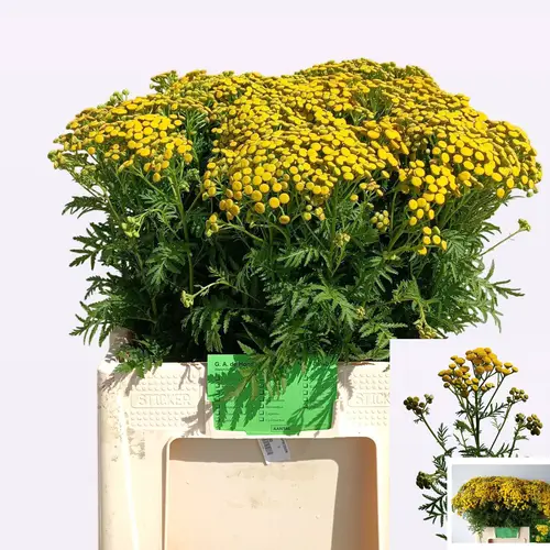 Matrecaria/Chrysantemum gelb vulgare 65cm