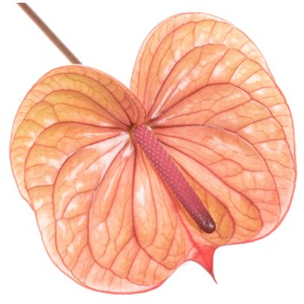 Anthurium rosa Tequila Blüte 15cm