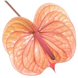 Anthurium rosa Tequila Blüte 15cm