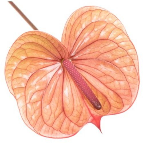 Anthurium rosa Tequila Blüte 15cm