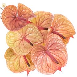 Anthurium rosa Tequila Blüte 15cm