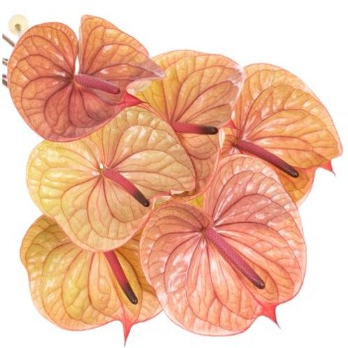 Anthurium rosa Tequila Blüte 15cm