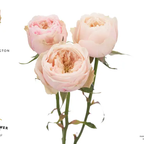 Rosen verzweigt creme Darlington 50cm Garden