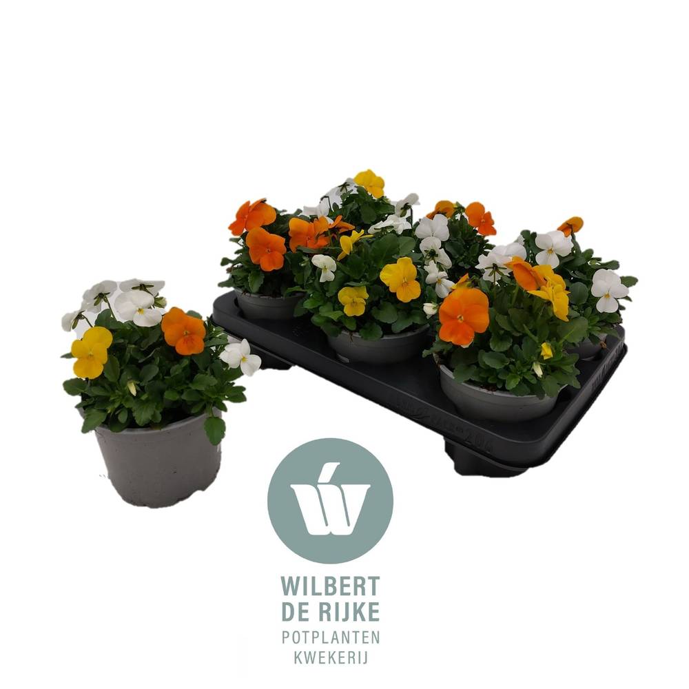 Hornveilchen mix Amsterdam T12 H018