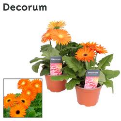 Gerbera oranje 2+Blüte T12 H022