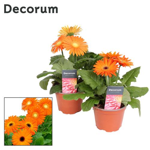 Gerbera oranje 2+Blüte T12 H022