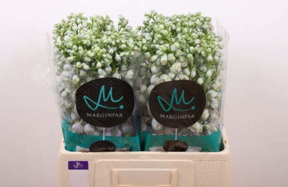 Delphinium Milka 60cm