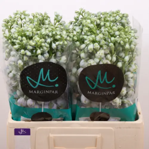 Delphinium Milka 60cm