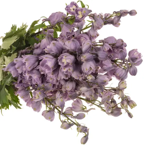 Delphinium Milka / rosa Lpin whi 70cm