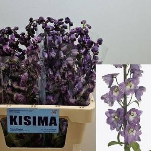 Delphinium Milka /rosa Lpin whi 70cm