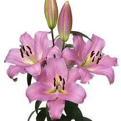Lilie orientalisch rosa Gracefull 5+ 90cm