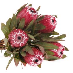 Protea rot Sheila 60cm