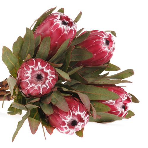 Protea rot Sheila 60cm