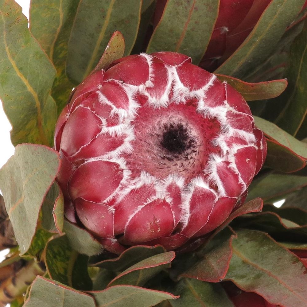 Protea rot Sheila 60cm