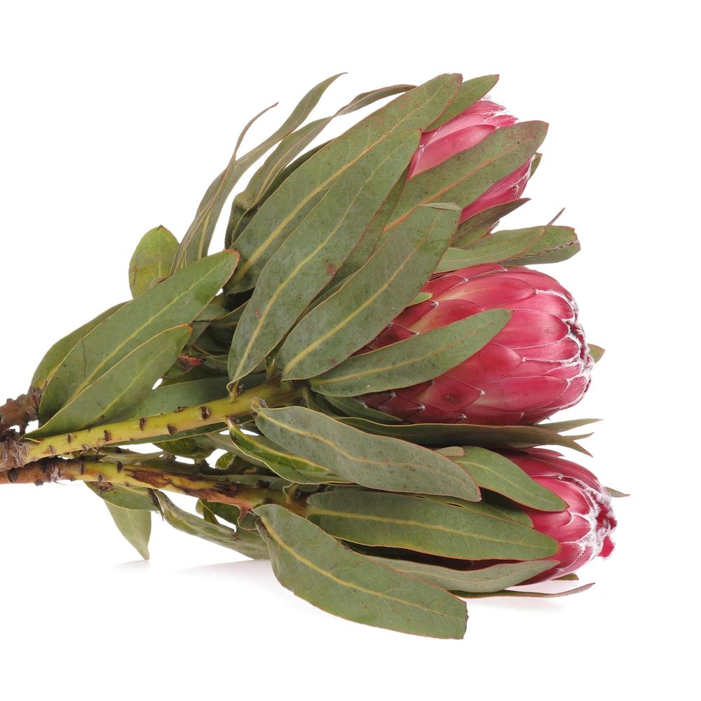 Protea rot Sheila 60cm
