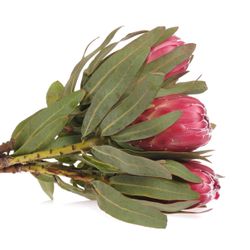 Protea rot Sheila 60cm