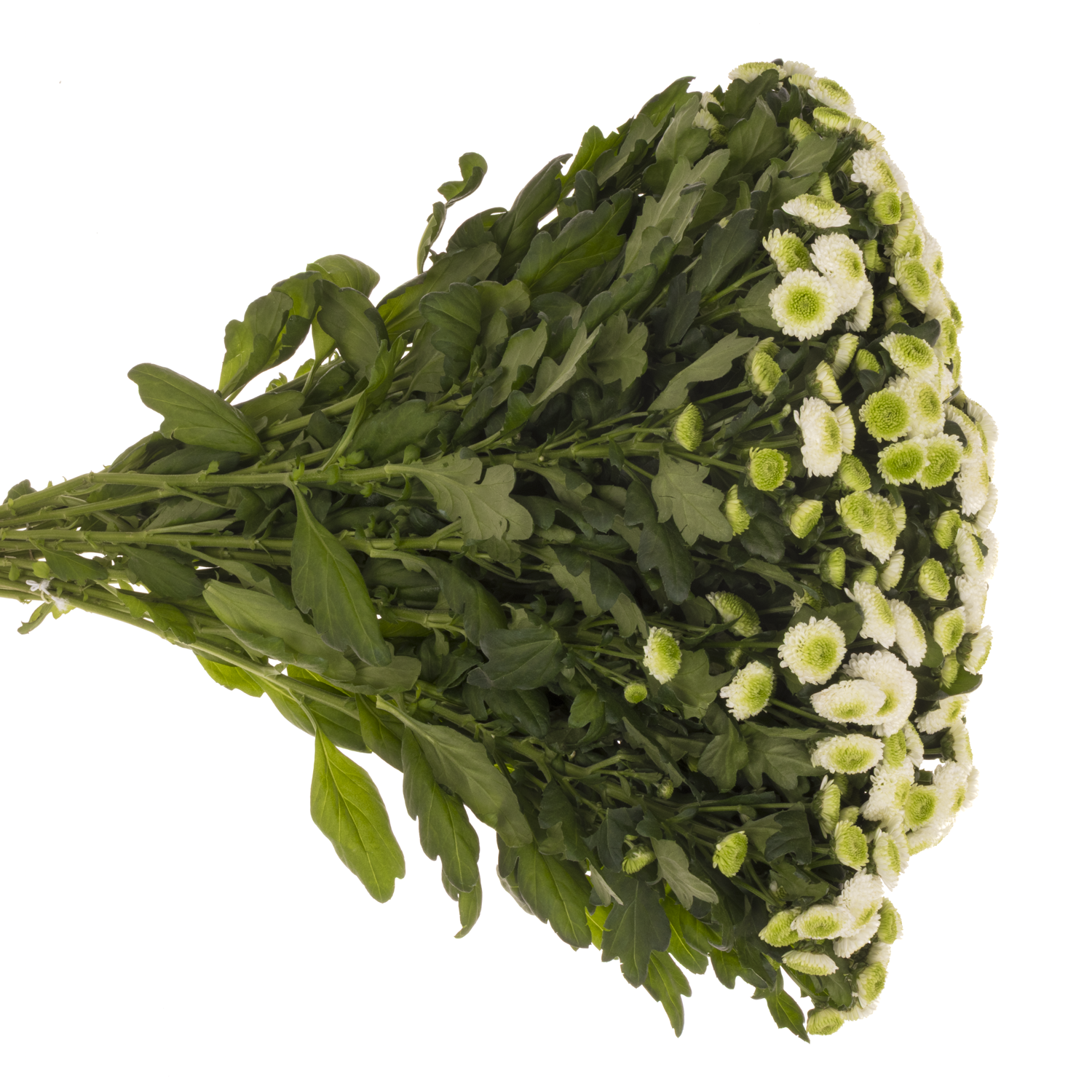 Santini weiss /grün Maverick 1300 Gramm 55cm