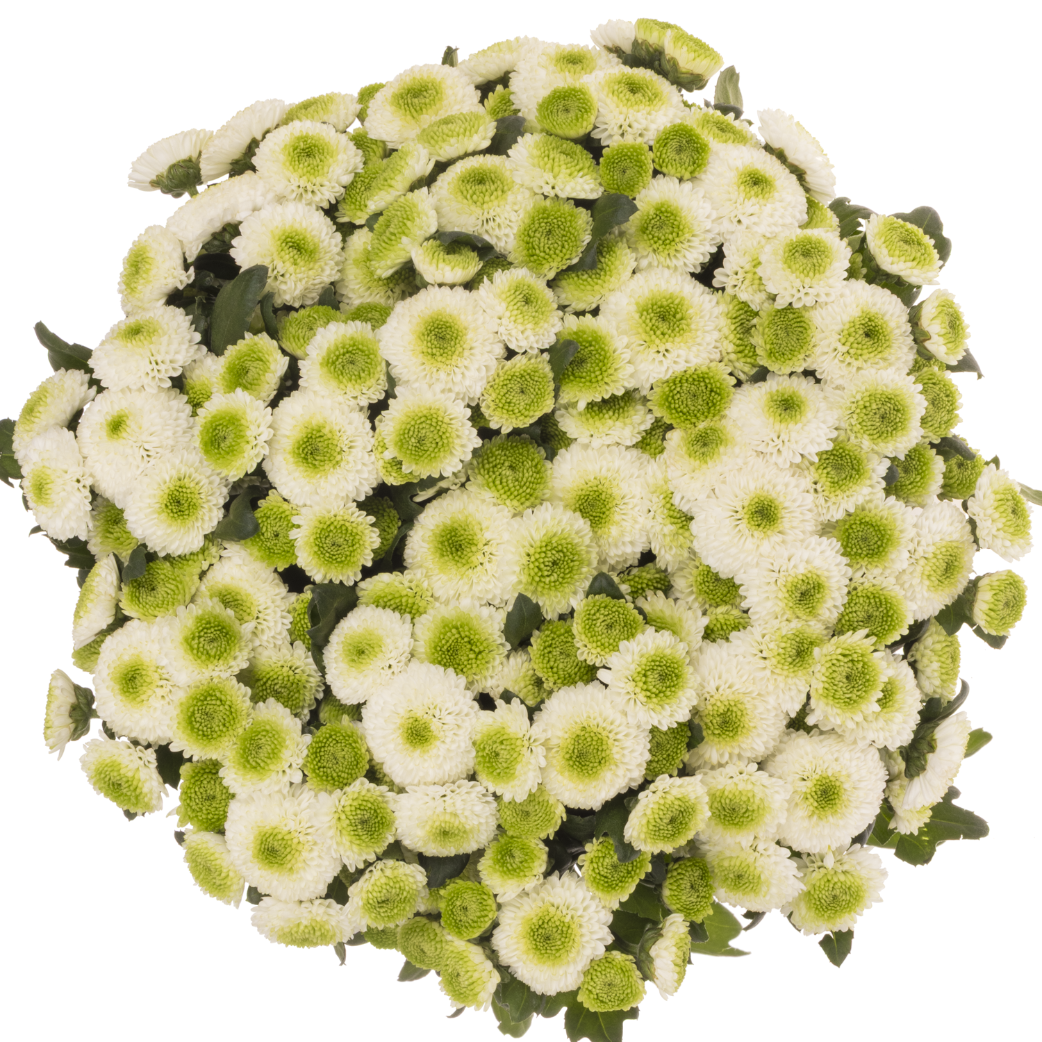 Santini weiss /grün Maverick 1300 Gramm 55cm