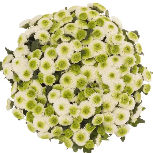 Santini weiss /grün Maverick 1300 Gramm 55cm