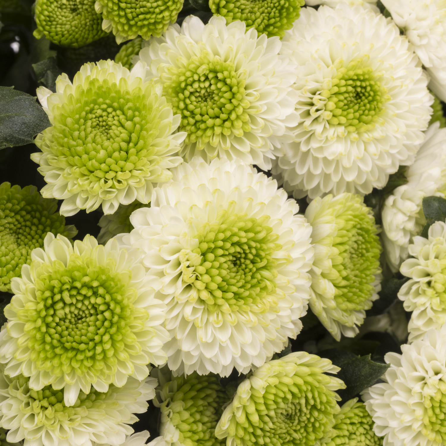 Santini weiss /grün Maverick 1300 Gramm 55cm