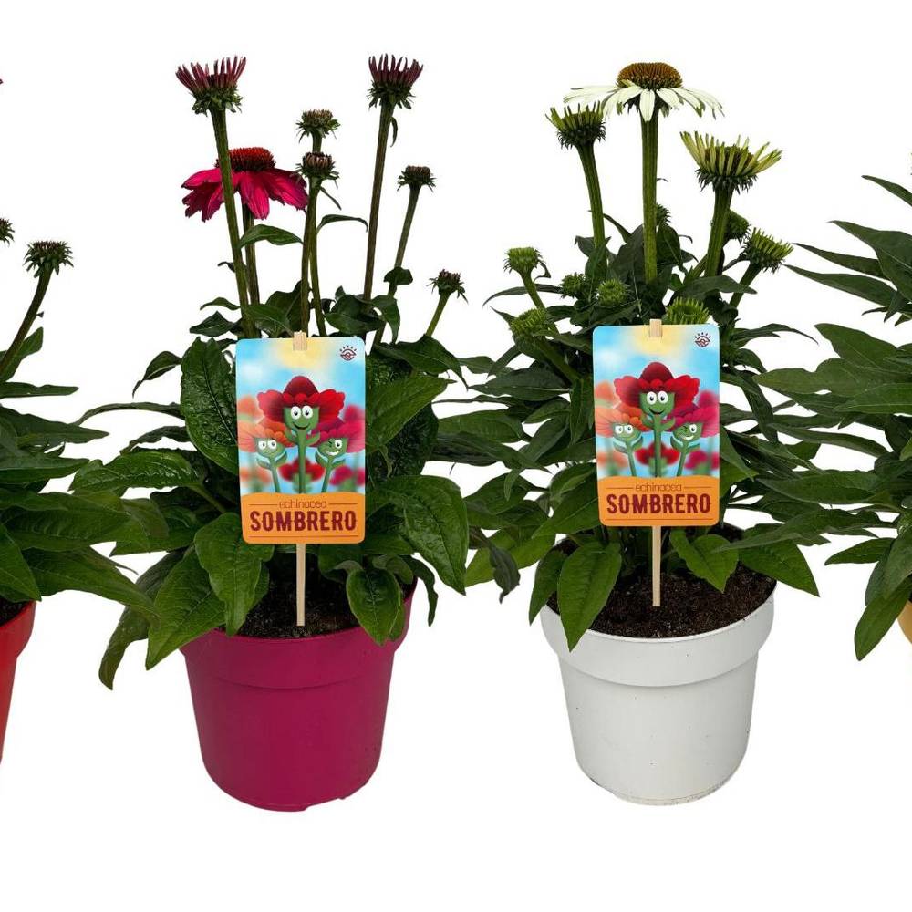 Echinacea mix Sombrero T17 H050