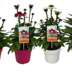 Echinacea mix Sombrero T17 H050