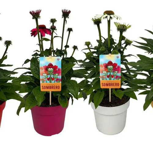 Echinacea mix Sombrero T17 H050