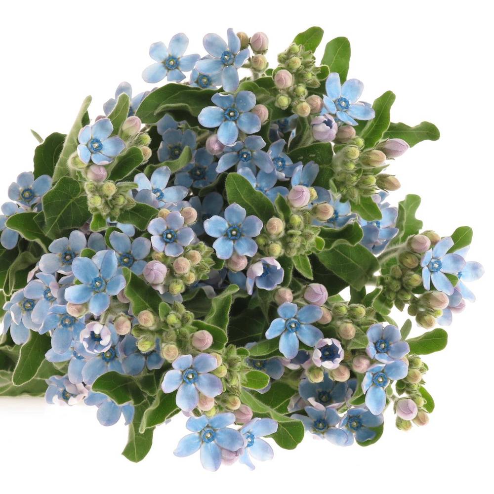 Oxypetalum hell blau 50cm