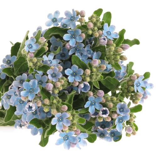 Oxypetalum hell blau 50cm