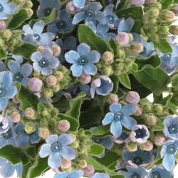 Oxypetalum hell blau 50cm