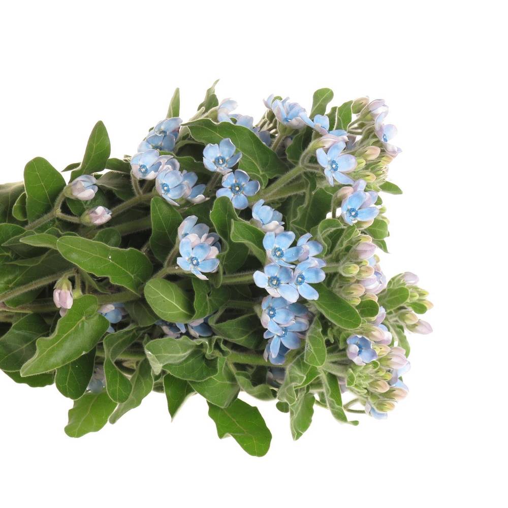 Oxypetalum hell blau 50cm