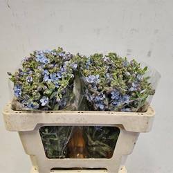 Oxypetalum blau 50cm x20