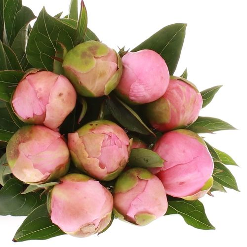 Pfingstrose rosa Sweet Six 60cm