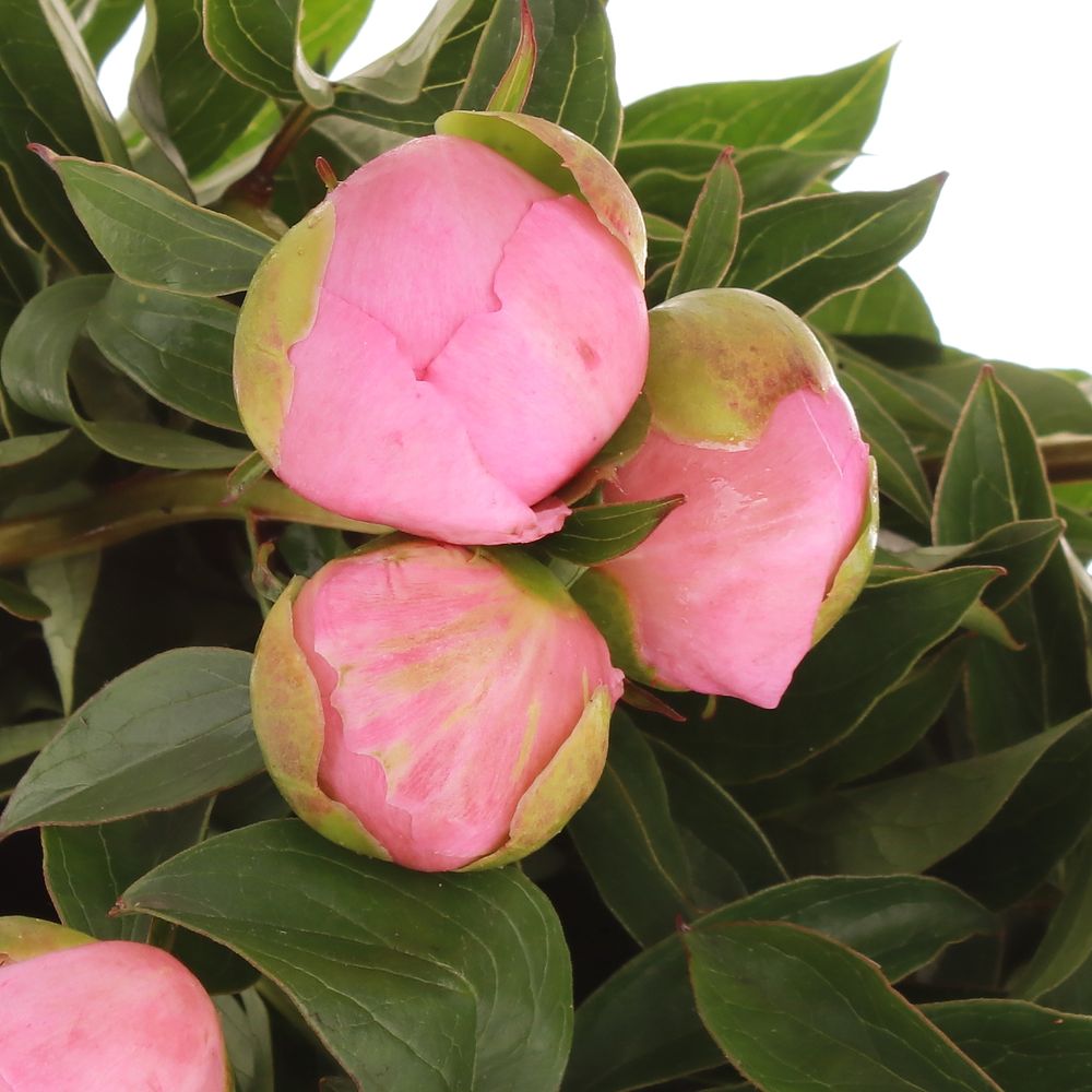 Pfingstrose rosa Sweet Six 60cm