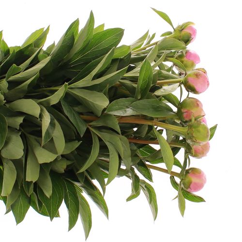 Pfingstrose rosa Sweet Six 60cm