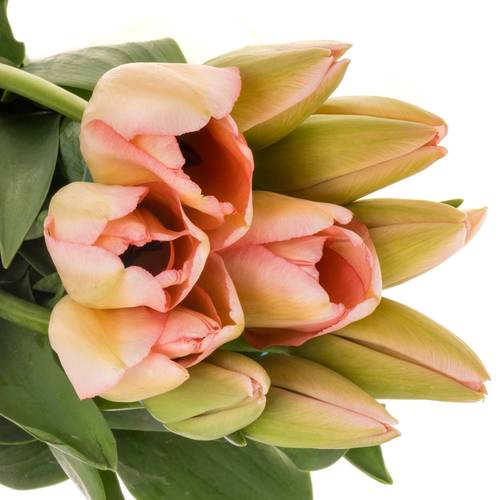 Franz.rosa Bella Blush 42 Gramm 55cm