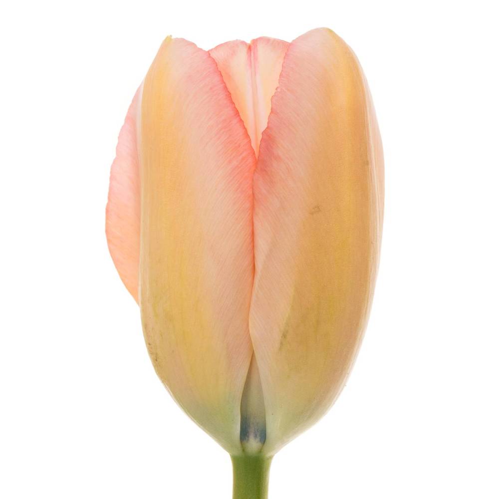 Franz.rosa Bella Blush 42 Gramm 55cm