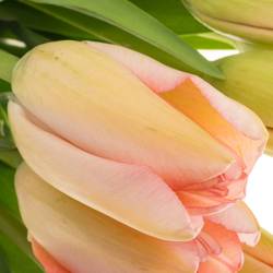 Franz.rosa Bella Blush 42 Gramm 55cm