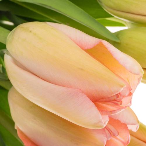 Franz.rosa Bella Blush 42 Gramm 55cm