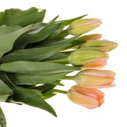 Franz.rosa Bella Blush 42 Gramm 55cm