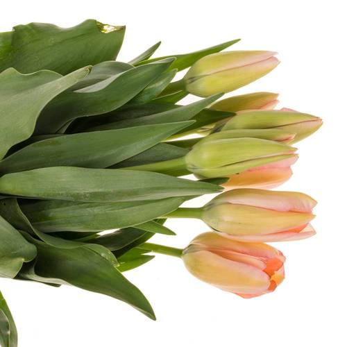 Franz.rosa Bella Blush 42 Gramm 55cm