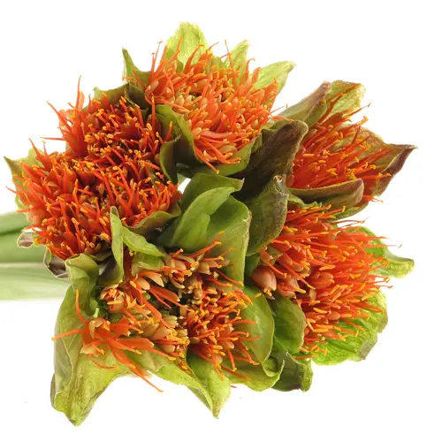 Heamanthus orange 70cm