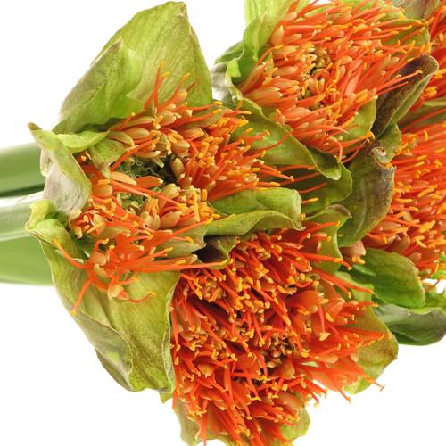 Heamanthus orange 70cm